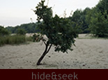 hide&seek